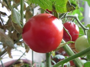tomato-510647_640